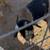 Nigerian Dwarf Goats 6 thumbnail