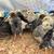Mixed Breed Chicks 3 thumbnail