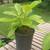 Org. Avocado Tree Grown from Local Seed in 1 gal 2 thumbnail