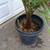 Teddy Bear palms //// DYPSIS leptocheilos --- 5/7/15 gallon 12 thumbnail