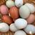 chicken eggs 4 thumbnail
