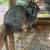 Rabbits 2 thumbnail