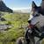 Lost husky dog 1 thumbnail