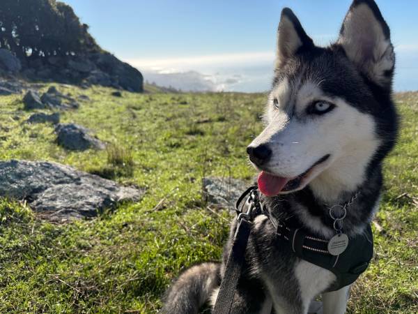 Lost husky dog 1