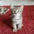 Kittens 1 thumbnail