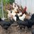 16-18 week old Started Pullets & Laying Hens 2 thumbnail