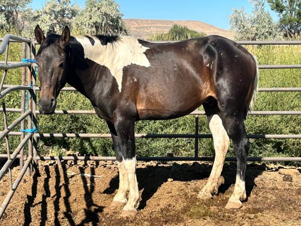 Warm Springs Mustang Stud - 1000 dólares (Vale)63471410609667120