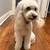 Mini Goldendoodle 2 thumbnail