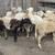 Sheep Lamb 3 thumbnail