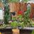 American Agave Cactus Plants Plus Many More!!! 10 thumbnail