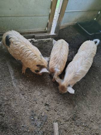 Kune kune pigs 1