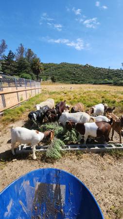 Organic goat manure - $8 (Hemet)63471082637185121