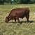 Red steer 2 thumbnail