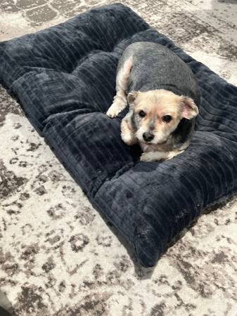 Dos perros dulces necesitan un hogar amoroso (New Britain)63873144706561121