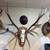 Elk rack 2 thumbnail