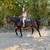 Gorgeous Black Quarter Horse for Sale 10 thumbnail