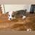 Full blooded Corgi puppies 9 thumbnail