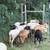Purebred Katahdin Hair Sheep Looking For New Pastures 12 thumbnail