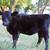 Registerable Mid size Angus heifers! 2 thumbnail