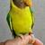 Beautiful tame plumhead parakeet 🐦 3 thumbnail