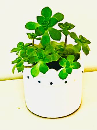 Mini Aeonium in White Scalloped Pot 1