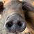 Piglets 9 thumbnail