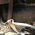 1949 chevrolet fleetline 2dr sedan 17 thumbnail