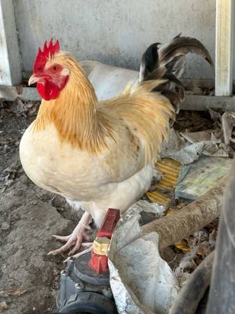 Leghorn Bantam Rooster 1