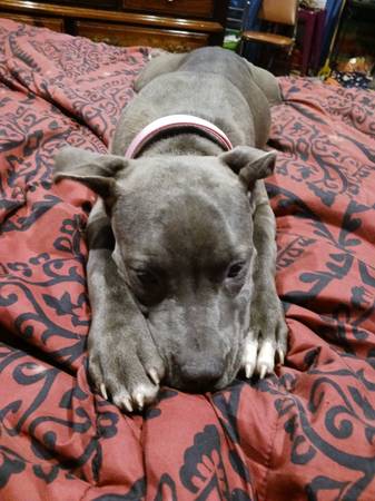 Puppy needs to rehome (West ridge)63918925347587121