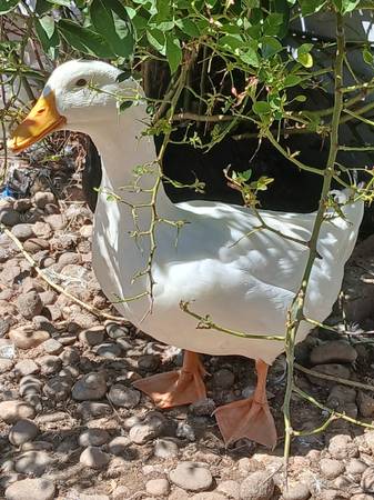 Pekin Ducks!63679675191299121
