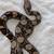 Female boa 1 thumbnail
