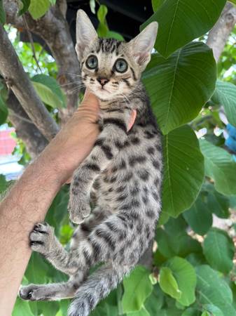 Gatitos Savannah (Carlsbad)63831052732801120