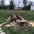 Tree removal   trimming  Tree care  Tree service 20 thumbnail