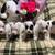 Jackrussell 3 thumbnail
