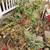 Weeding / Landscape Cleanup 5 thumbnail