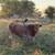 Longhorn Cow 2 thumbnail