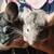 Chinchillas 1 thumbnail