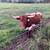 Heifers 1 thumbnail