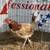 Hen/Gallina/Pullet/Polla 2 thumbnail