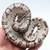 GHI Spotnose Ball python 2 thumbnail