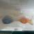 Walt Disney Classics Collection Pooh  LTD Figurine and Cookie Cutter 1 thumbnail