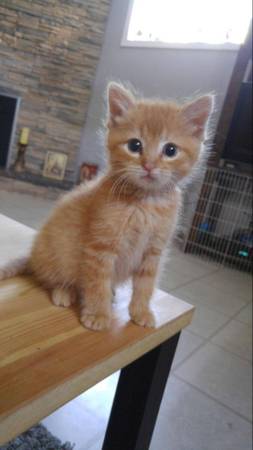 Rehoming kittens584398278597683201