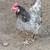 Chickens 3 laying hens & a rooster 1 thumbnail