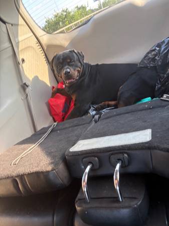 Macho Rottweiler de dos años (Isla de Staten)63280405561729124