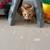 Male Kittens 5 thumbnail