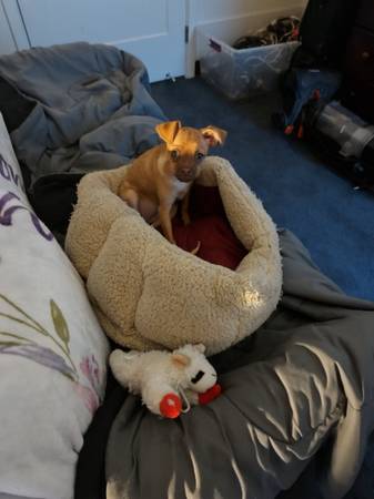 Found female puppy (vallejo / benicia)64188536307203120