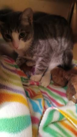 Kittens (Citrus Heights)63848875947139120