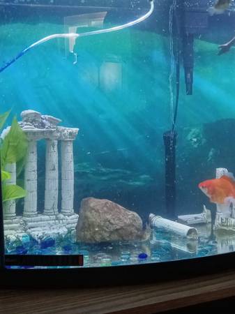 free fish for live plants (Idaho springs)63679622036225120
