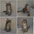 Mainecoon kittens 1 thumbnail