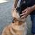Belgian Shepherd Dog Fee $200 OBO 9 thumbnail